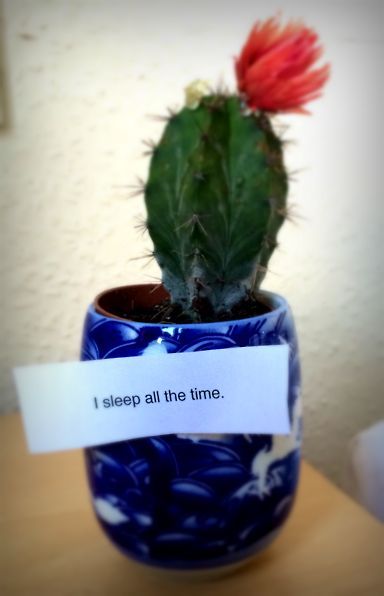 ishanijasmin:My plants are doing a better job than my therapist - a series.