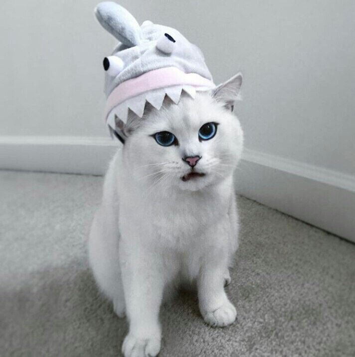 I think I&rsquo;d feel that way, too, if my head was being eaten by a shark.
