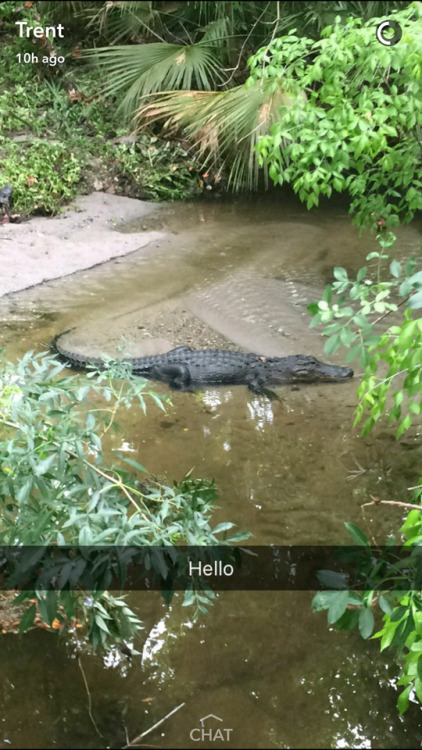 94/365 - T-minus 2 hours before I flunk this chem exam, but check out the gator behind my dorm