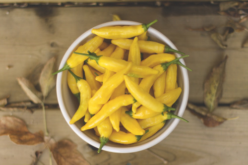 lenorestreetgarden:Hot Lemon Drop pepper sauce! Simmer 1 lbs of lemon drop peppers, 2 heads of garli