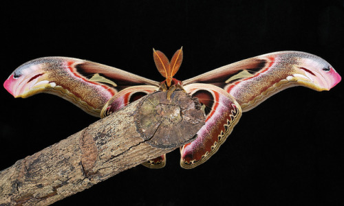 sinobug: Male Atlas Moth (Attacus atlas, Saturniidae)    by Sinobug (itchydogimages) on Flickr. Pu&r