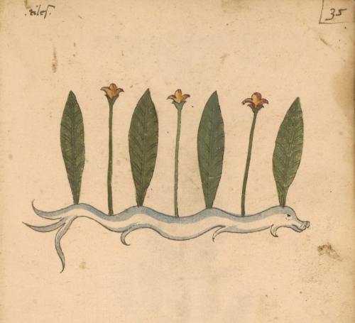 Herbal from Northern Italy (15 c.)