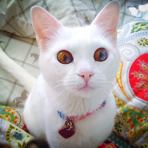 kawaiisquatch:  yet—another—url:  awwww-cute:  People always tell me my cat has the most beautiful eyes  That cat swallows souls    Yeah..That’s how it works
