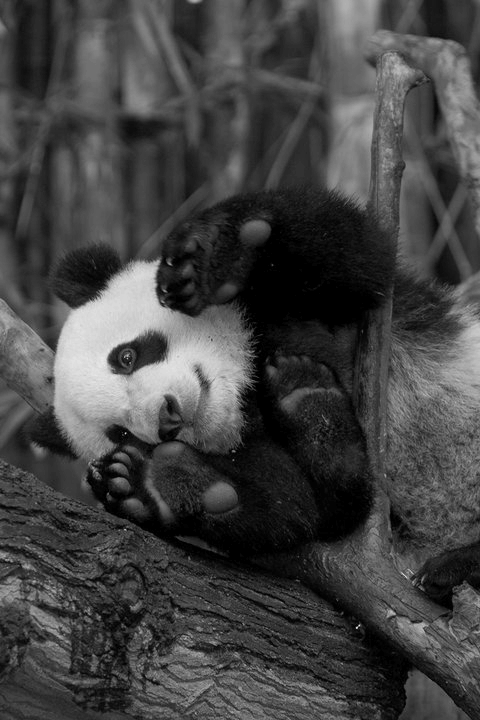 Pandas