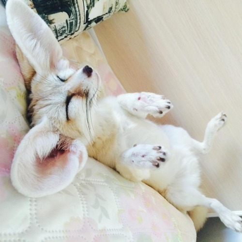 Sleepy Fennec