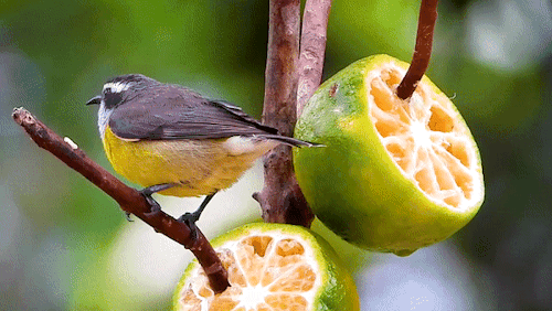 birds-and-friends:Bananaquit eating orange, Birds visiting my backyard, Coereba flaveola, Family Thr