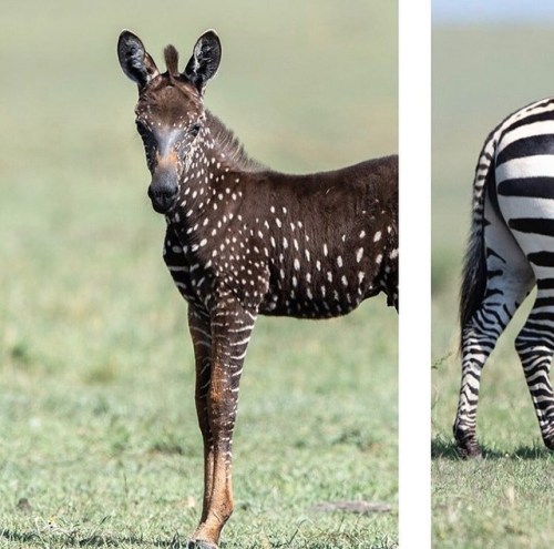 animalvegetablemineral:  “Last night a Maasai guide discovered a one of a kind genetically mutated b