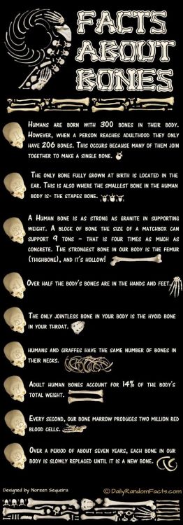 Facts about Bones