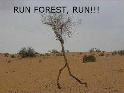 liikeapirate:  RUN! 