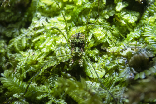 onenicebugperday:Moss mimic harvestman, Algidia viridata, Triaenonychidae Found in New ZealandPhotos