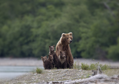 angelclark:  Big Bears Teaching Their Teddies How To Bear  Momma bears are a fairly devoted bunch, and because bears are so incredibly cute, the moments they enjoy in the spring when raising their young cubs can be truly precious. That’s why we collected