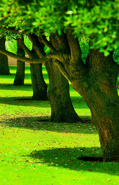 bluepueblo:  Summer Green, France photo via angie 