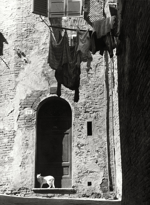 vintageeveryday:Cat and laundry, Siena, Italy, 1950s. Photographed by Vincenzo Balocchi.