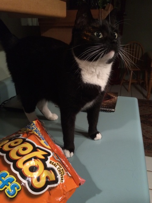 drakes-eyebrows: Tenshi got caught “orange faced” by the bag of Cheetos