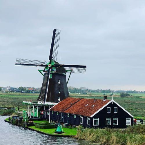 The Windmills of Old Holland are a sight to see . #windmill #holland #amsterdam #vacationsinparadise