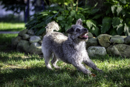 westie-impostor: I love Julio so much. Julio is Sasha’s best friend.  He is the only one 
