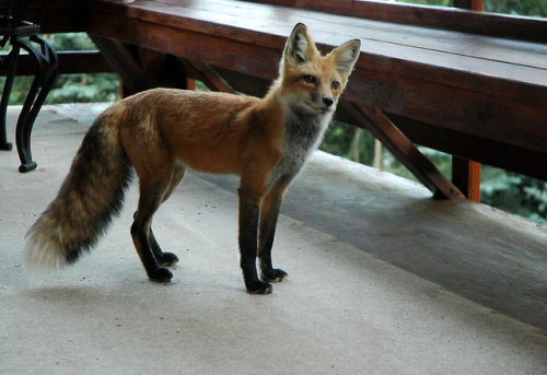 wolverxne: Freddy The Fox by: [Rob Lee] Photographers note: “This brave fox wandered up on our porch. He’s half cat, half dog, and all cute. When the fox first came for a visit we instantly named it “Freddy the Fox.” But after we got to know it