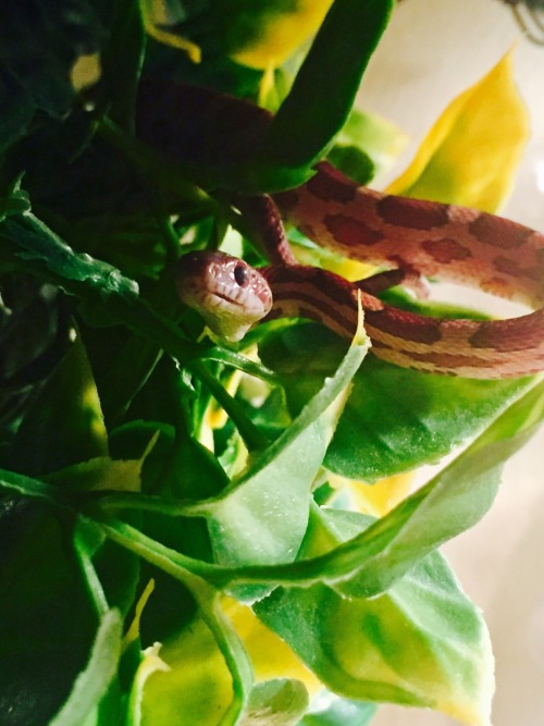 solvhenan:Caught the lil noodle fixin his jaw after his meeces pieces