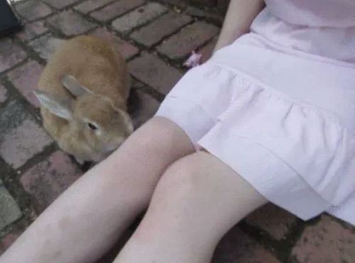 Cute Bunny