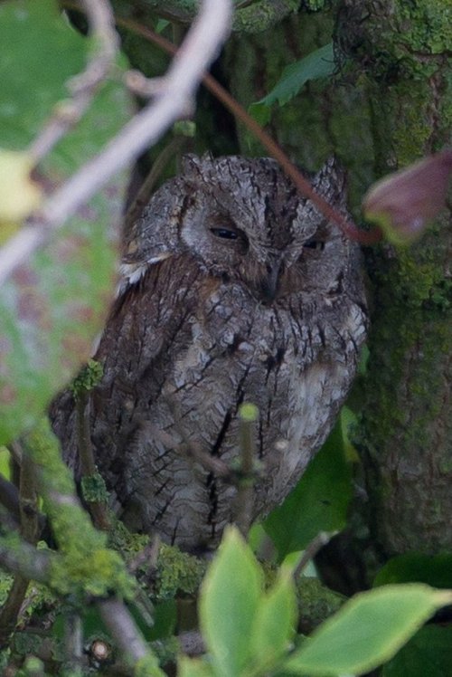 pagewoman:   Scops Owl    by Martyn Sidwell 