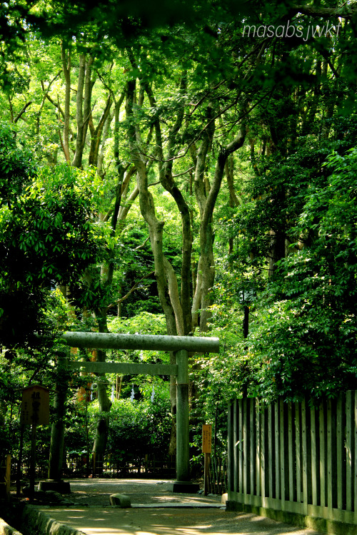 masabsjwkt:2015.05.20　神奈川・鎌倉鶴岡八幡宮