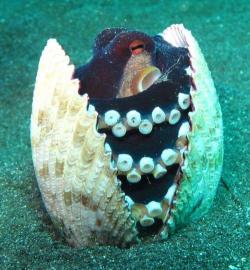 thaxted:  chasm-side:  terezi:  neuroflux:  thaxted:  genderphobia:  Omgggggg cuuutiiieee  I didn’t believe this picture so I google image searched “octopus in a shell” and oh my god this happens all the time.           they even carry coconut shells