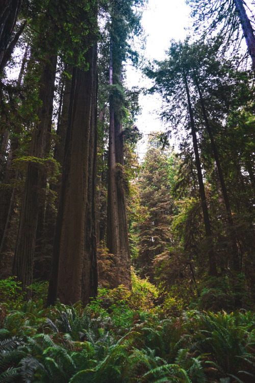 Redwoods, CA