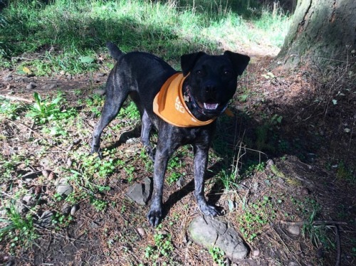 Rainier the monster pup claims yet another dog park. #rainierrobertsliebel #doglife #mounttabor #pdx