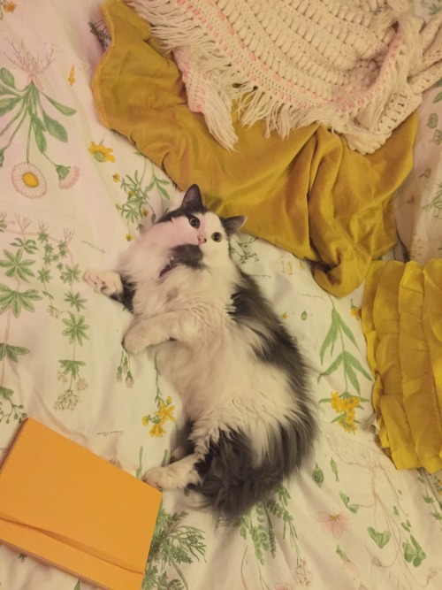 vermilionredamancy: fruitbeetles: sweet child o’ mine oh my god cat + yellow?????