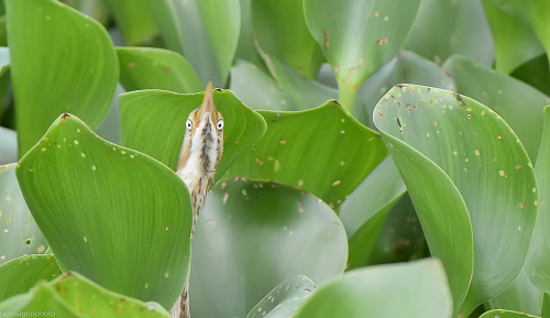 elodieunderglass:redshoesnblueskies:speciesofleastconcern:permagrinphoto:Eyes of a hunter.Least Bitt