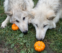 lonestray:    The brothers, Hota (right) and Romeo (left), playing with their miniature pumpkins   Happy October! 