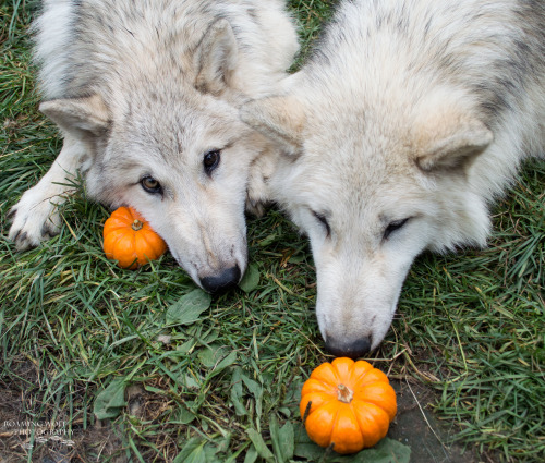 lonestray:  The brothers, Hota (right) and Romeo (left), playing with their miniature pumpkins  Happ