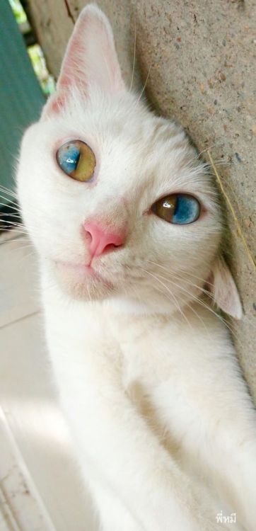 peachpetrichor: If anyone happens to be wondering, this is called “Secular Heterochromia”