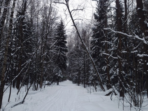 snow forest