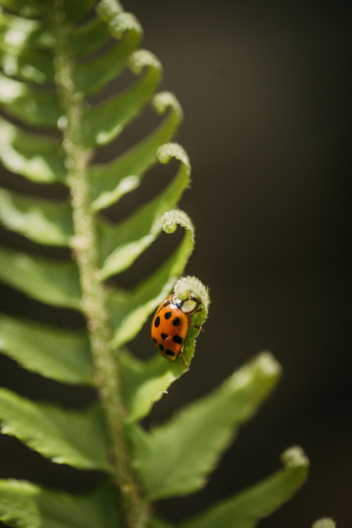 rhiannatruexx:  lady beetle