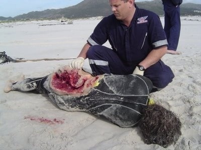 Porn Deadly shark attack photos