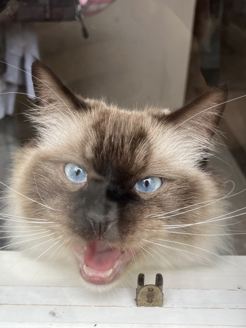 Daily Dose Of Cat Pics