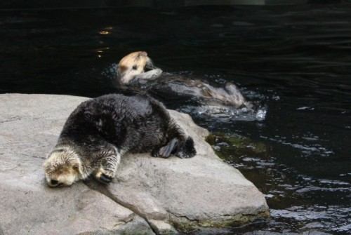 dailyotter:  Sea Otter Is Completely Conked Out Via aeh223 [Vancouver Aquarium]
