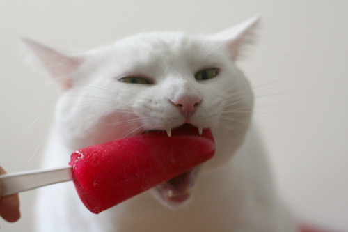 084 - Yeah okay, I&rsquo;ll have some of that raspberry popsicle. (by grammardog)