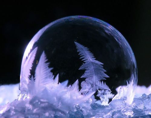 asylum-art:  When You Blow Soap Bubbles in Freezing Cold Weather If you blow soap bubbles in freezing cold weather, amazing crystals of ice form on their surface  starting at the bottom and expanding upwards until the entire bubble is covered. Each bubble