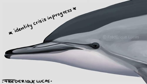 namu-the-orca