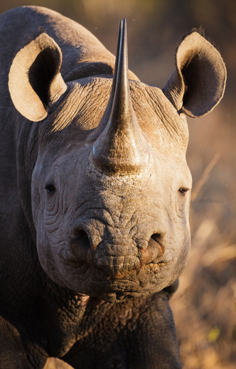 llbwwb:  (via 500px / Black Rhino i Kruger by Allan Høgholm) 