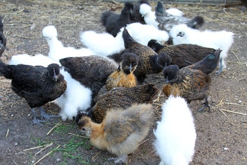 t-vr2:I forgot about all of these chicken photos. We bought “purebred silkie” eggs, and half of them