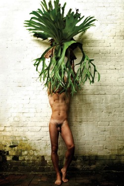 ousync:Staghorn fern