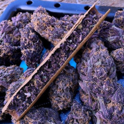 Dank Purps