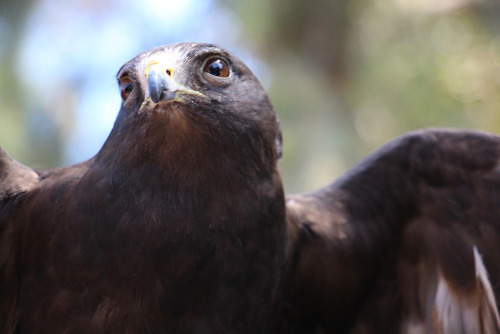 hawkeye-rai:Rangi - A short-tailed Hawk -Buteo brachyurus*squinty eyes*