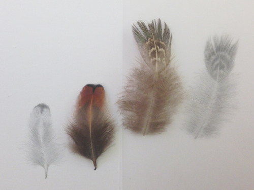 Pheasant feather study, graphite Fabriano Artistico Hot Press vs. Vellum Trace