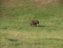 babby elephant