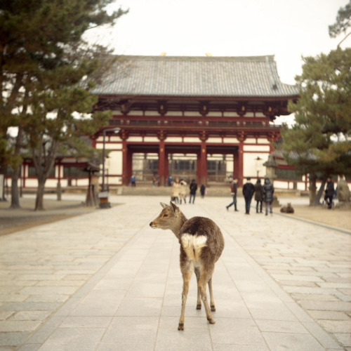 Nara, Japan