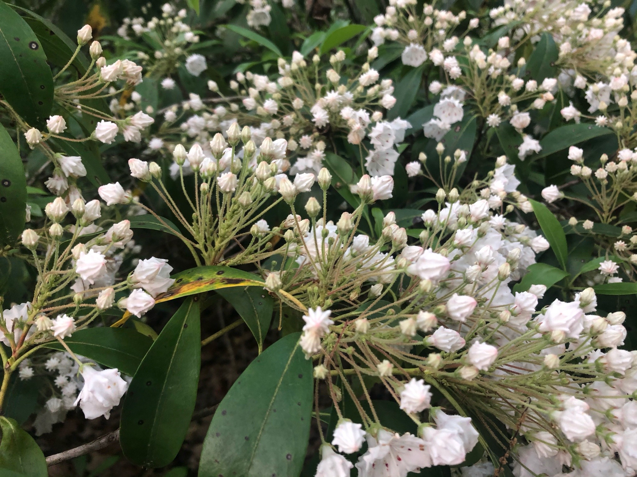 lavenderhoneycomb:A walk in the woods